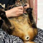 ヒメ日記 2025/12/31 12:40 投稿 ひびき ティンカーベル