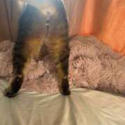 ヒメ日記 2026/01/10 02:45 投稿 ひびき ティンカーベル