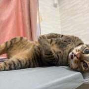 ヒメ日記 2026/02/11 16:13 投稿 ひびき ティンカーベル