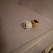 ヒメ日記 2026/02/15 18:17 投稿 ひびき ティンカーベル