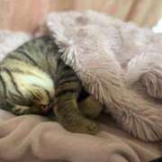 ヒメ日記 2026/02/17 16:28 投稿 ひびき ティンカーベル