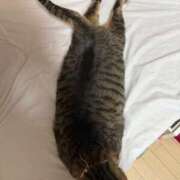 ヒメ日記 2026/02/23 14:19 投稿 ひびき ティンカーベル