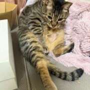 ヒメ日記 2026/04/05 00:36 投稿 ひびき ティンカーベル