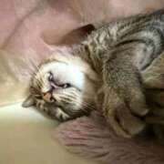 ヒメ日記 2026/04/12 12:33 投稿 ひびき ティンカーベル