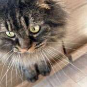 ヒメ日記 2025/12/22 14:57 投稿 クロミ ティンカーベル