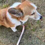 ヒメ日記 2026/02/23 10:12 投稿 クロミ ティンカーベル