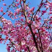 ヒメ日記 2025/04/03 23:15 投稿 弁財天 ティンカーベル