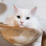 ヒメ日記 2025/09/16 15:59 投稿 りこ 熊本ちゃんこ　八代店