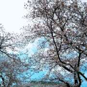 ヒメ日記 2025/04/05 13:42 投稿 春馬【はるま】 丸妻 西船橋店