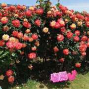 ヒメ日記 2025/05/11 16:01 投稿 春馬【はるま】 丸妻 西船橋店