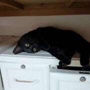 ヒメ日記 2025/07/11 09:59 投稿 春馬【はるま】 丸妻 西船橋店