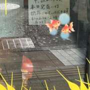 ヒメ日記 2025/08/23 16:00 投稿 ゆずき［東京］ 奥鉄オクテツ神奈川店（デリヘル市場グループ）