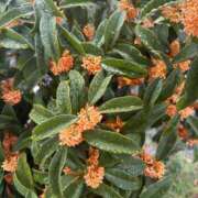 涼子 こんにちは♪ 昼顔妻 五反田店