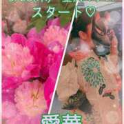 ヒメ日記 2026/05/17 13:40 投稿 東 愛華 五十路マダム金沢店