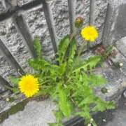 ヒメ日記 2025/04/12 11:43 投稿 ほのか しろうと娘　本店