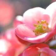 ヒメ日記 2025/05/23 15:23 投稿 れい 横浜しこたまクリニック