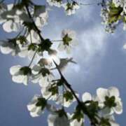 ヒメ日記 2025/04/04 08:59 投稿 葉月すみれ こあくまな熟女たち 倉敷店(KOAKUMAグループ)