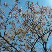 ヒメ日記 2025/04/12 11:48 投稿 西野未来 プルデリR40