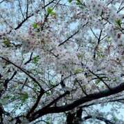 ヒメ日記 2025/04/22 12:53 投稿 あいり 秘密の出張部屋