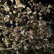 桜井りん おはようございます♪ 五十路マダム 新潟店(カサブランカグループ)