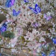 ヒメ日記 2025/04/06 08:58 投稿 かこ 明石の熟女達・女華