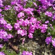 ヒメ日記 2025/04/09 12:01 投稿 かこ 明石の熟女達・女華