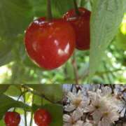 ヒメ日記 2025/05/09 10:04 投稿 かこ 明石の熟女達・女華