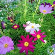 ヒメ日記 2025/10/18 19:13 投稿 かこ 明石の熟女達・女華