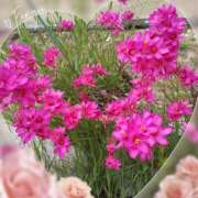 ヒメ日記 2025/11/23 09:43 投稿 かこ 明石の熟女達・女華