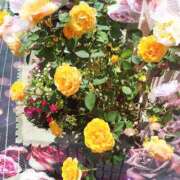 ヒメ日記 2026/05/24 10:23 投稿 かこ 明石の熟女達・女華