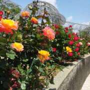 ヒメ日記 2025/05/30 05:08 投稿 るり One More奥様　厚木店