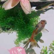 ヒメ日記 2025/07/29 19:30 投稿 るり One More奥様　厚木店