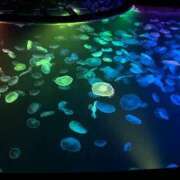 ヒメ日記 2025/04/06 14:01 投稿 花形なごみ ABC 岩手ソープ