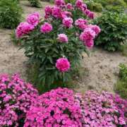 ヒメ日記 2025/06/14 15:46 投稿 花形なごみ ABC 岩手ソープ