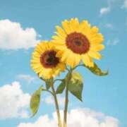 ヒメ日記 2025/08/10 16:01 投稿 花形なごみ ABC 岩手ソープ