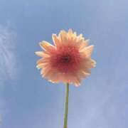 ヒメ日記 2026/01/22 04:31 投稿 花形なごみ ABC 岩手ソープ