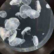 ヒメ日記 2026/03/05 22:31 投稿 花形なごみ ABC 岩手ソープ