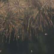 ヒメ日記 2025/07/03 02:00 投稿 ゆりこ 熟女の風俗最終章 蒲田店