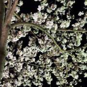 ヒメ日記 2025/04/07 07:49 投稿 りか 水戸人妻花壇