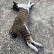 ゆうひ おわび ハピネス福岡