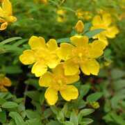 ヒメ日記 2025/07/21 00:57 投稿 みゆ ぷよラブ れぼりゅ～しょん