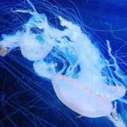 ヒメ日記 2025/11/08 23:50 投稿 めい 栃木小山ちゃんこ