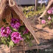 もね 冬ぼたん、寒ぼたん 大塚 虹いろ回春