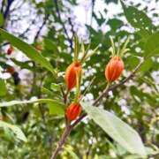 ヒメ日記 2026/01/28 22:14 投稿 陽葵 ラナ鶯谷