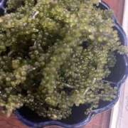 ヒメ日記 2025/09/16 19:59 投稿 朝比奈 しろ しゃせきょっ!XX教育される制服女子たち