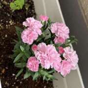 ヒメ日記 2025/05/12 09:25 投稿 こはく スピード難波店