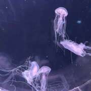 ヒメ日記 2025/12/02 12:23 投稿 こはく スピード難波店