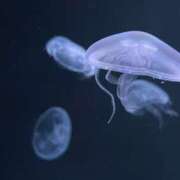 ヒメ日記 2025/12/31 17:32 投稿 こはく スピード難波店