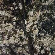 ヒメ日記 2026/04/07 08:11 投稿 こはく スピード難波店