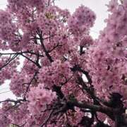 ヒメ日記 2025/04/04 10:19 投稿 まこ お客様満足度NO.1デリヘル！ 秘密倶楽部 凛 千葉